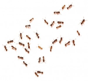 formigas-materia-Thinkstock_e_Getty_Images